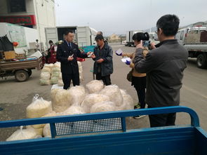 威海市人民政府 部门快讯 市食品药品监管局二次突击检查威海市农副产品批发市场豆芽